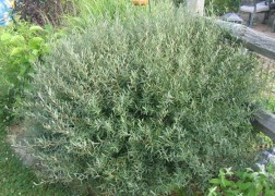Salix purpurea Gracilis / Uráli csigolyafűz